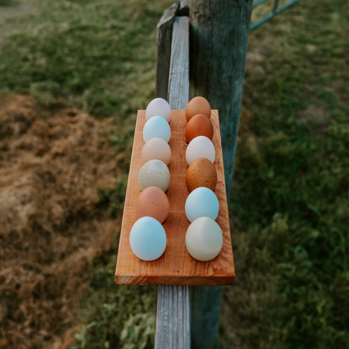 Fresh Eggs – Southspoon Farms