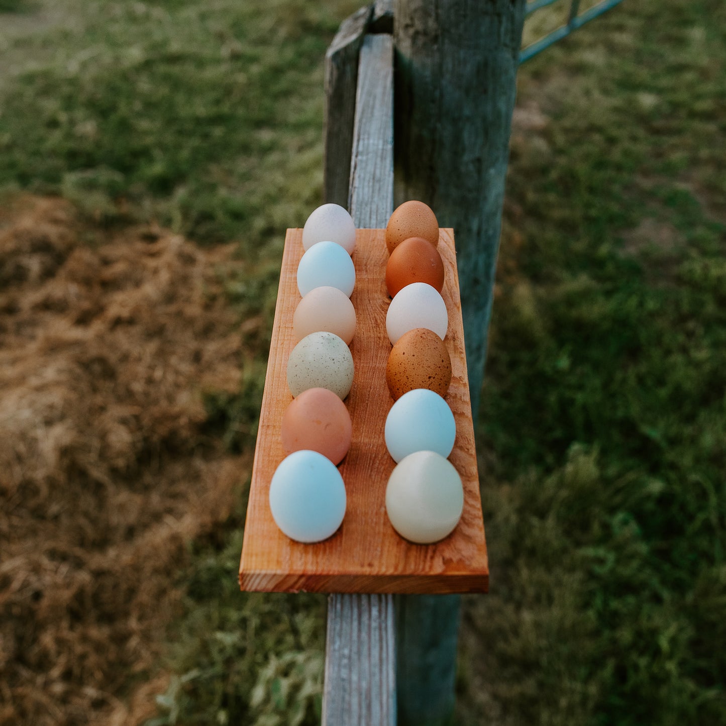 Fresh Eggs